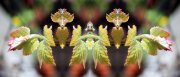 1_L-0000-0-0-5-5-Watchers-Series-N27-24-x-56