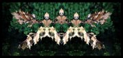 1_L-0000-0-0-8-Watchers-Series-T55-24-x-51