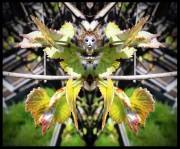 L-900-1-6-1-Watchers-Series-M22-24-x-29 L-900-1-6-1-Watchers-Series-M22-24-x-29