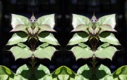 L-0000-0-1-2-Watchers-Series-V29-24-x-38
