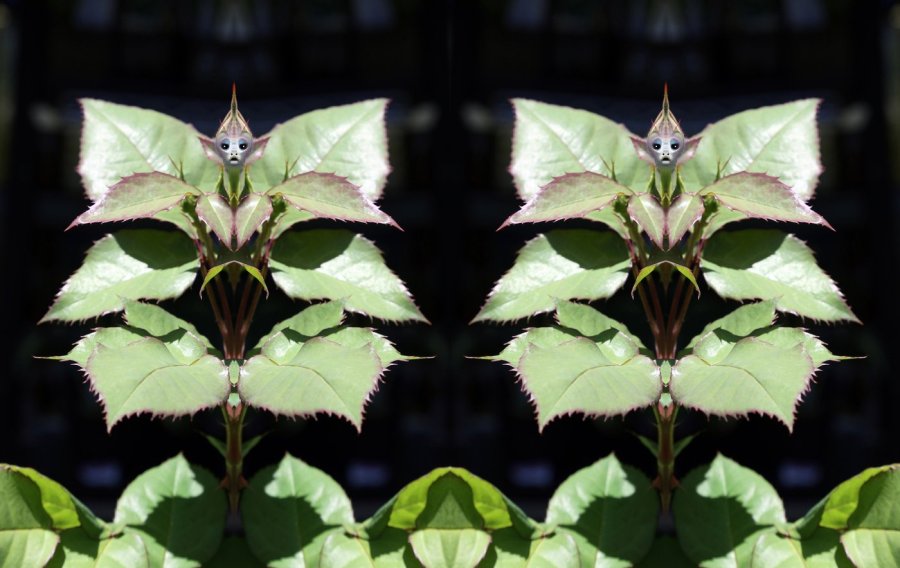 L-0000-0-1-2-Watchers-Series-V29-24-x-38